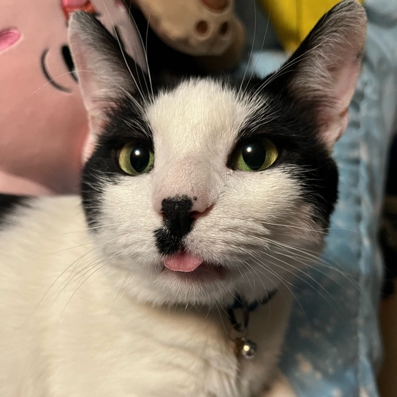 This is a Pet Friendly Closet! - Picture 4 of 6